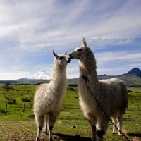 kiss-lama